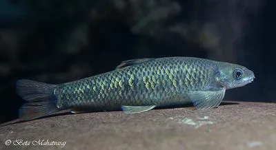 Ratnagiri minnow (Parapsilorhynchus discophorus)
