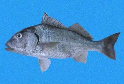 Raucous grunt (Haemulopsis leuciscus)