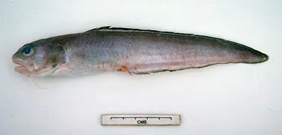 Ravenous cusk (Ophidion genyopus)