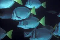 Razor surgeonfish (Prionurus laticlavius)