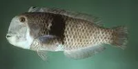 Razor wrasse fish (Iniistius umbrilatus)