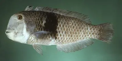 Razor wrasse fish (Iniistius umbrilatus)