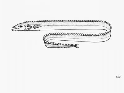 Razorback scabbardfish (Assurger anzac)