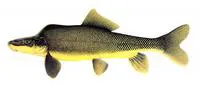 Razorback sucker (Xyrauchen texanus)