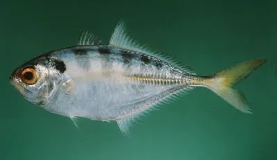 Razorbelly scad (Alepes kleinii)