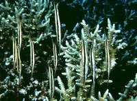 Razorfish (Aeoliscus strigatus)