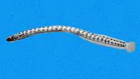 Rearfin wormfish (Microdesmus retropinnis)