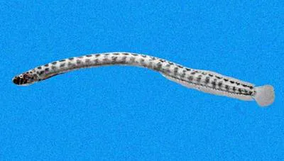 Rearfin wormfish (Microdesmus retropinnis)