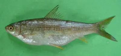 Reba (Bangana ariza)