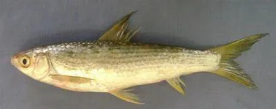 Reba carp (Cirrhinus reba)