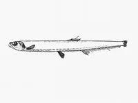 Rebains' portholefish (Diplophos rebainsi)