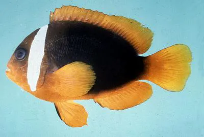 Red Anemonefish (Amphiprion rubrocinctus)