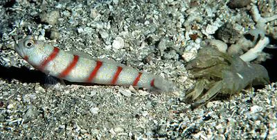 Red-banded prawn-goby (Amblyeleotris fasciata)