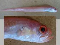 Red bandfish (Cepola macrophthalma)