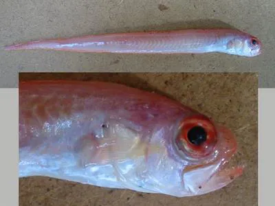 Red bandfish (Cepola macrophthalma)