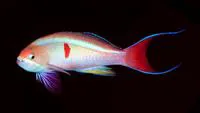 Red-bar anthias (Pseudanthias cooperi)