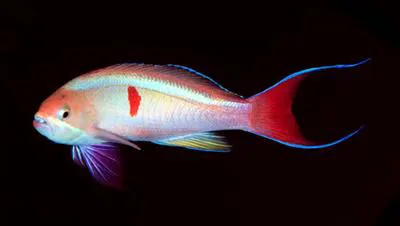 Red-bar anthias (Pseudanthias cooperi)