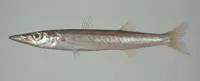 Red barracuda (Sphyraena pinguis)
