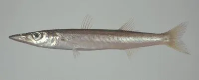 Red barracuda (Sphyraena pinguis)