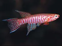 Red barred killi (Aphyosemion elberti)