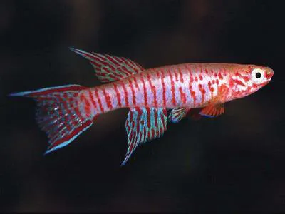 Red barred killi (Aphyosemion elberti)