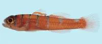 Red-barred rubble goby (Trimmatom eviotops)
