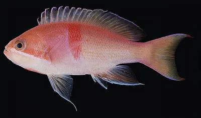 Red-belted anthias (Pseudanthias rubrizonatus)