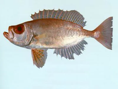 Red bigeye (Priacanthus macracanthus)