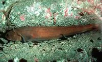 Red brotula (Brosmophycis marginata)