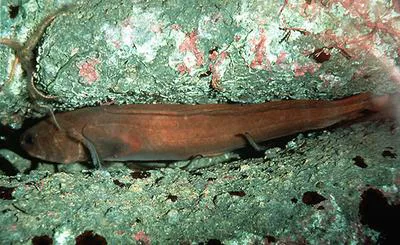 Red brotula (Brosmophycis marginata)