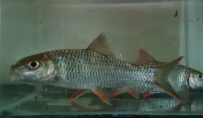 Red Canarese barb (Hypselobarbus thomassi)