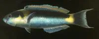 Red-cheek wrasse (Thalassoma genivittatum)