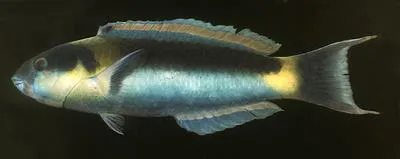 Red-cheek wrasse (Thalassoma genivittatum)