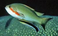 Red-cheeked fairy basslet (Pseudanthias huchtii)
