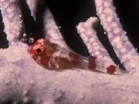 Red clingfish (Acyrtus rubiginosus)