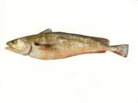 Red codling (Pseudophycis bachus)