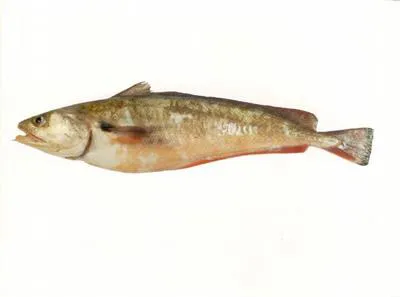 Red codling (Pseudophycis bachus)
