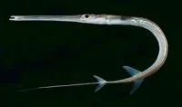 Red cornetfish (Fistularia petimba)