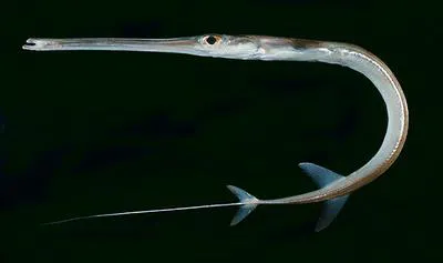 Red cornetfish (Fistularia petimba)