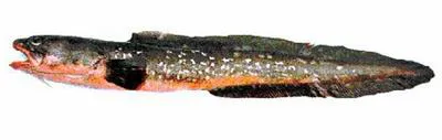 Red cusk-eel (Genypterus chilensis)