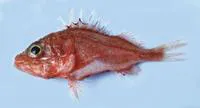 Red deepwater scorpionfish (Setarches longimanus)