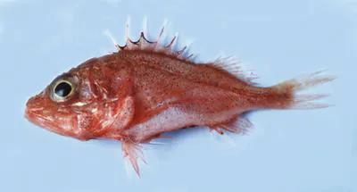 Red deepwater scorpionfish (Setarches longimanus)
