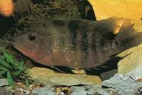 Red devil (Amphilophus labiatus)