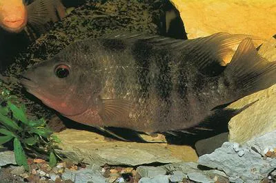 Red devil (Amphilophus labiatus)