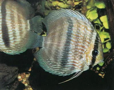 Red discus (Symphysodon discus)