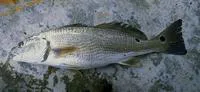 Red drum (Sciaenops ocellatus)