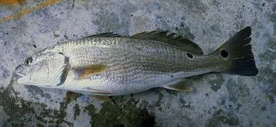 Red drum (Sciaenops ocellatus)