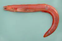 Red eel (Myroconger compressus)