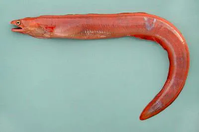 Red eel (Myroconger compressus)