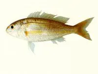 Red filament threadfin bream (Nemipterus marginatus)